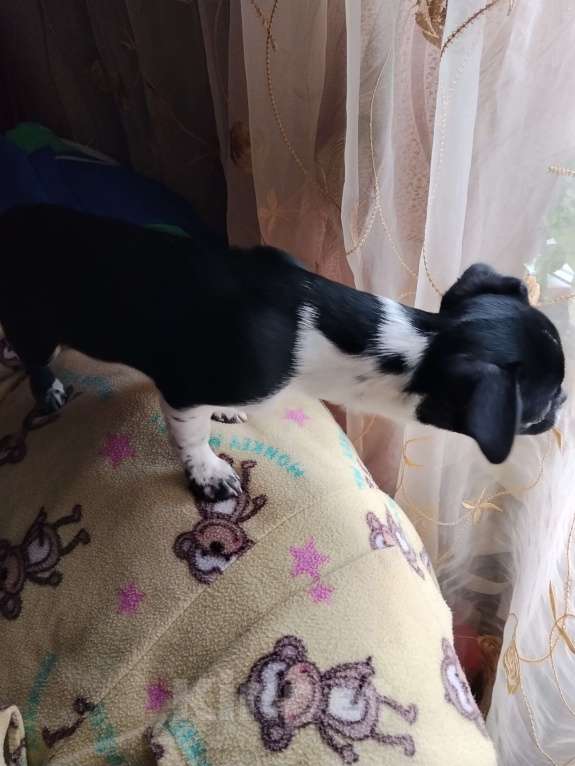 Собаки в Орле: Мальчик, чёрный с белым Мальчик, 30 000 руб. - фото 3