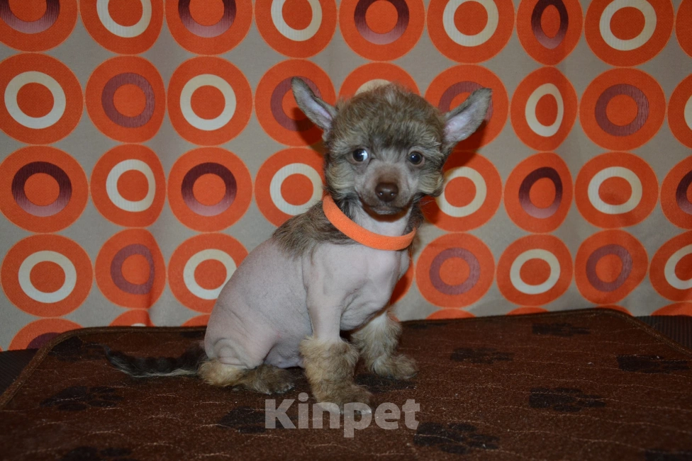 Собаки в Москве: Щенки китайской хохлатой собаки  Мальчик, 15 000 руб. - фото 3