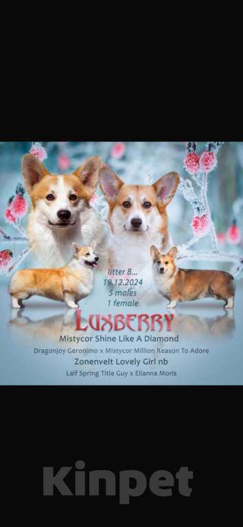 Собаки в Гатчине: Щенки вельш-корги пемброк (РКФ) Мальчик, 70 000 руб. - фото 7