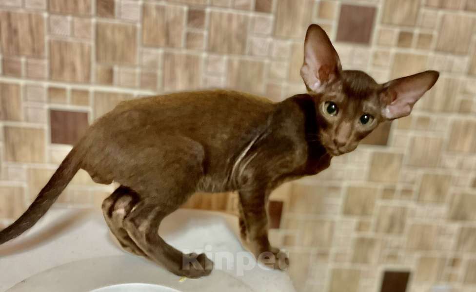 Кошки в Перми: Ориентальная кошечка Девочка, Бесплатно - фото 1