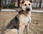Собаки в Москве: Детство Герды так и проходит в приюте Девочка, Бесплатно - фото 2