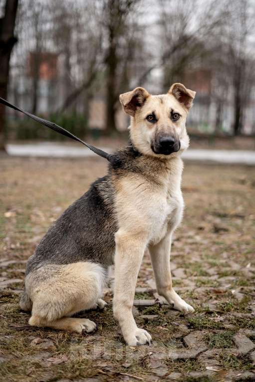 Собаки в Москве: Детство Герды так и проходит в приюте Девочка, Бесплатно - фото 2