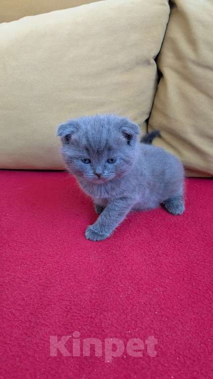 Кошки в Москве: Шотландские Котята Мальчик, 20 000 руб. - фото 3