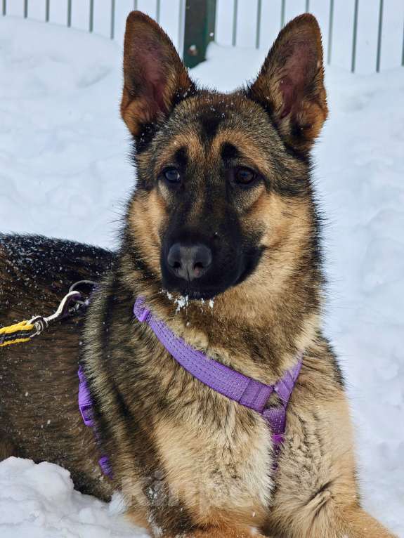 Собаки в Москве: Рада ищет семью Девочка, Бесплатно - фото 8