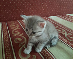 Кошки в Самаре: Котята Девочка, 2 500 руб. - фото 1