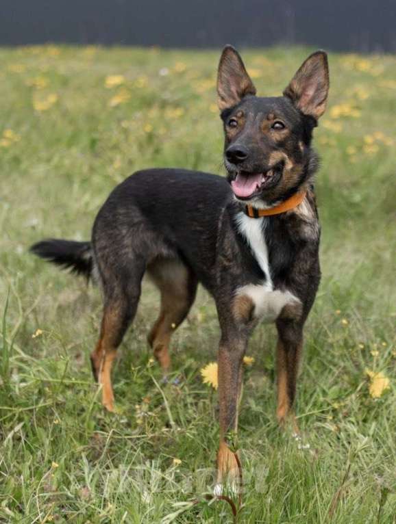 Собаки в Москве: Бывшедомашняя. Бросили привязанной у приюта Девочка, Бесплатно - фото 4