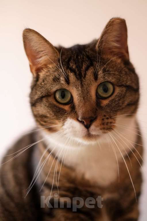 Кошки в Санкт-Петербурге: Проша из приюта в добрые руки Мальчик, Бесплатно - фото 7