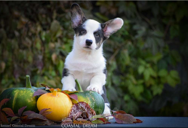Собаки в Москве: Вельш корги кардиган (мальчик) Мальчик, 50 000 руб. - фото 2