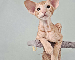 Кошки в Санкт-Петербурге: Ориентальный котенок Мальчик, Бесплатно - фото 1