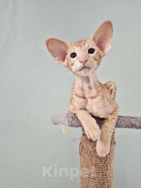 Кошки в Санкт-Петербурге: Ориентальный котенок Мальчик, Бесплатно - фото 1