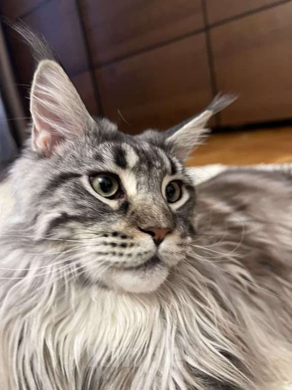 Кошки в Москве: Отдам кошку в добрые руки. Девочка, Бесплатно - фото 3