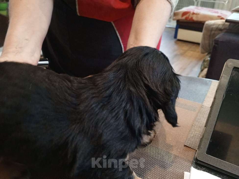 Собаки в Санкт-Петербурге: Такса карликовая длинношерстная девочка 1,5 мес. Девочка, 15 000 руб. - фото 3