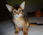 Кошки в Ливны: Очаровательные котята Сомали, 25 000 руб. - фото 5