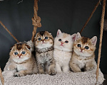Кошки в Москве: Породистые шотландские котята Мальчик, 70 000 руб. - фото 1