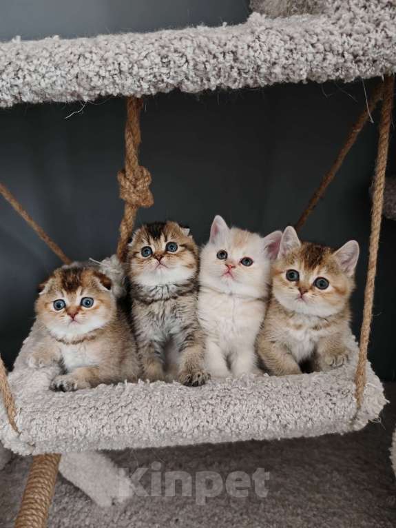 Кошки в Москве: Породистые шотландские котята Мальчик, 70 000 руб. - фото 1