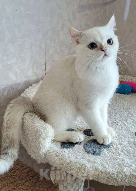 Кошки в Москве: Markiz MilkaMax  Мальчик, 30 000 руб. - фото 4