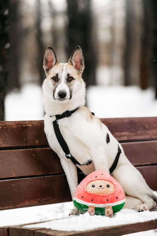 Собаки в Москве: Милая Пенка ищет дом Девочка, Бесплатно - фото 4