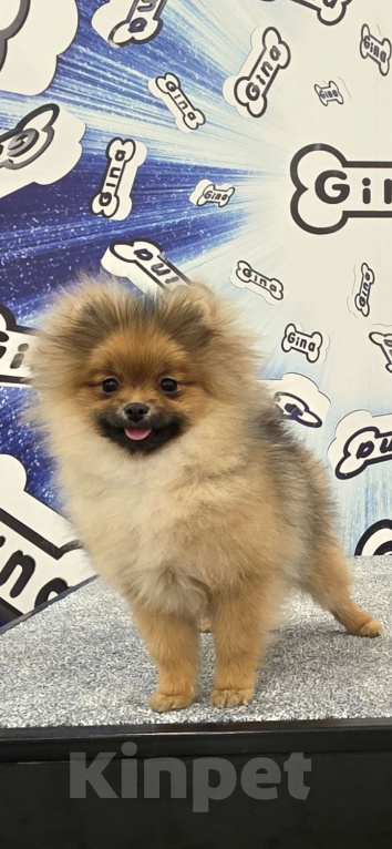 Собаки в Санкт-Петербурге: щенок померанского шпица Девочка, 60 000 руб. - фото 3