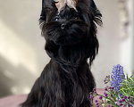 Собаки в Москве: Черный йорк щенок мальчик Мальчик, Бесплатно - фото 3