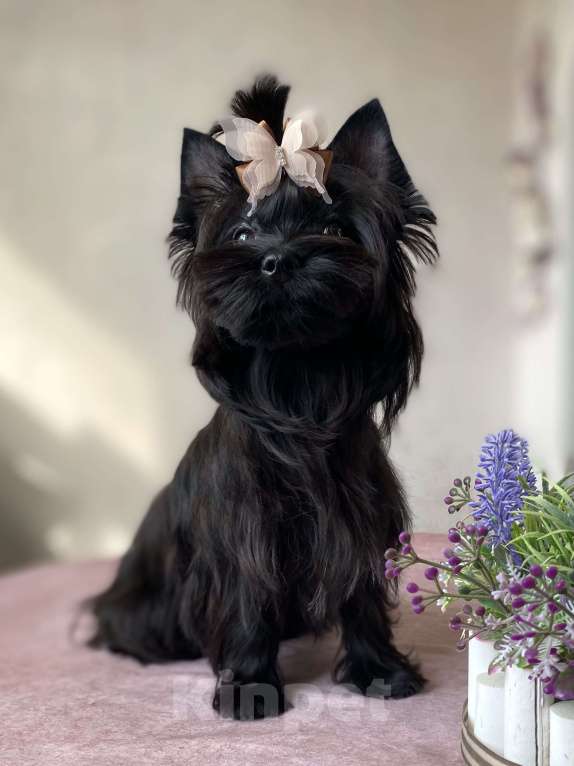 Собаки в Москве: Черный йорк щенок мальчик Мальчик, Бесплатно - фото 3