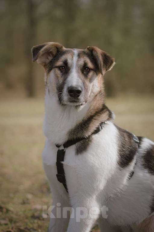 Собаки в Москве: Щенок Холли ищет дом Девочка, Бесплатно - фото 2