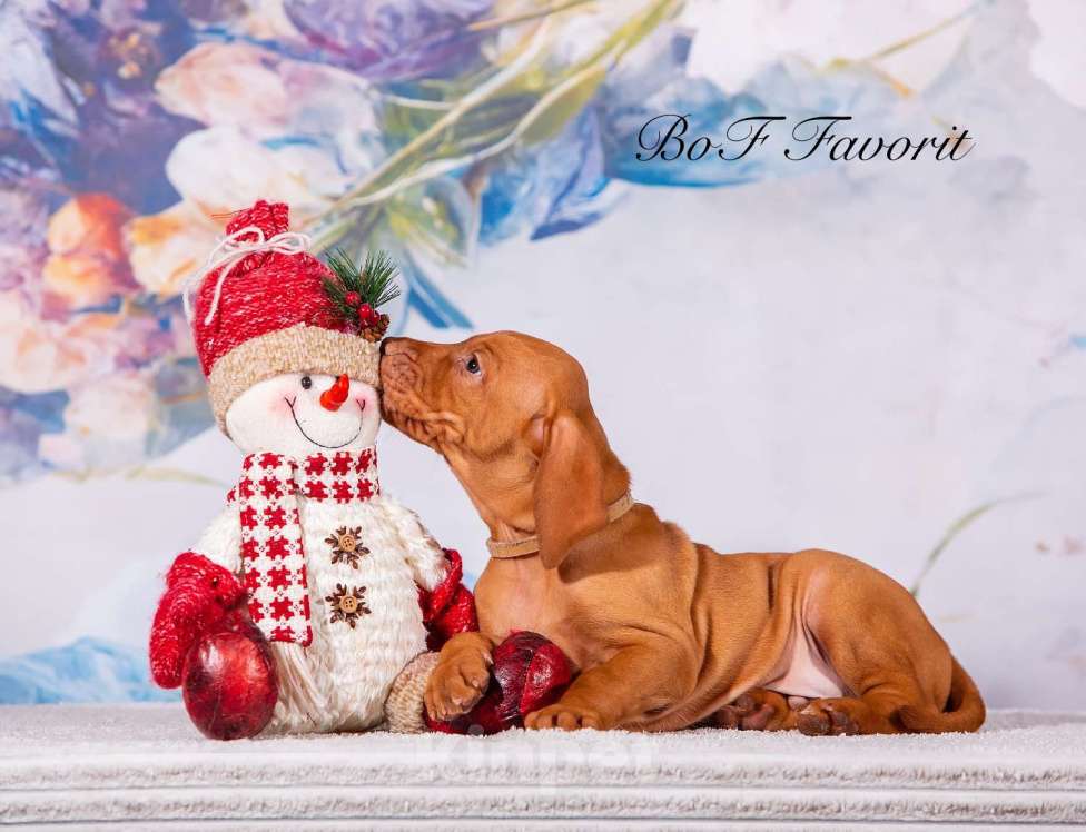 Собаки в Ярославле: Beauty of Fire Favorit Мальчик, 90 000 руб. - фото 5