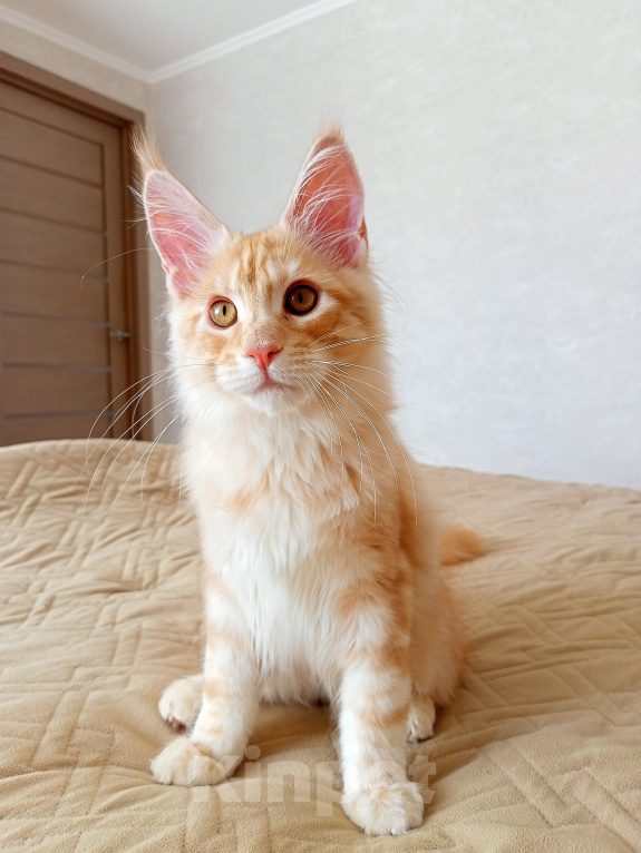 Кошки в Кемерово: Котенок Мальчик, 50 000 руб. - фото 1
