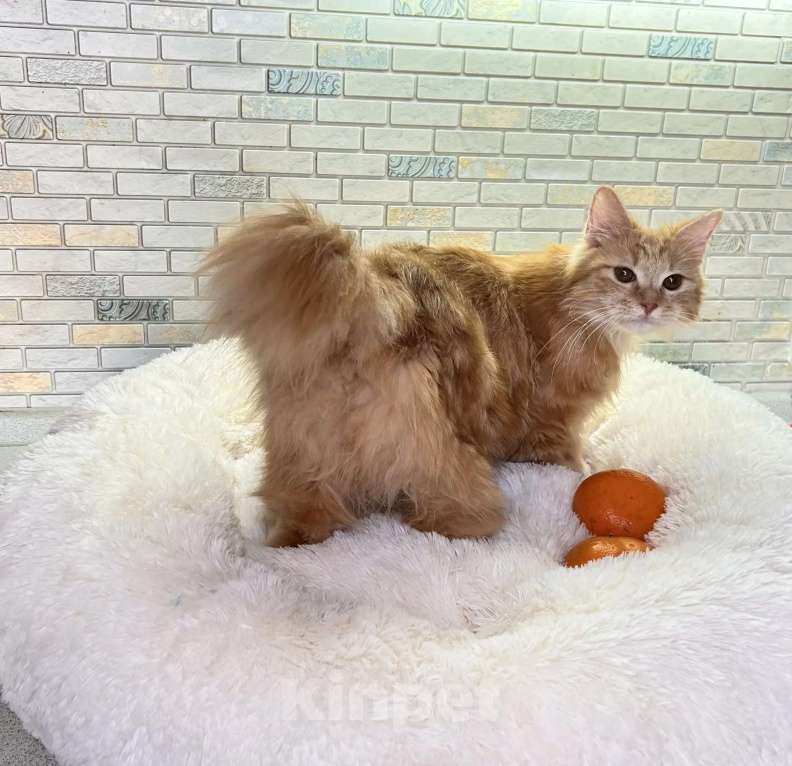 Кошки в Калуге: Забава Девочка, Бесплатно - фото 1