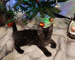 Кошки в Санкт-Петербурге: котенок мейн-кун# Мальчик, 45 000 руб. - фото 5