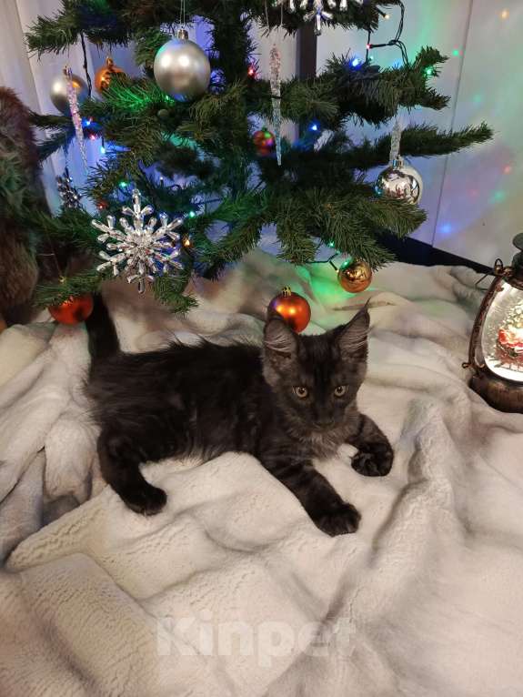 Кошки в Санкт-Петербурге: котенок мейн-кун# Мальчик, 45 000 руб. - фото 5