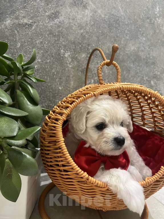 Собаки в других городах Ленинградской области: Мальтипу F1 Мальчик, 99 000 руб. - фото 2