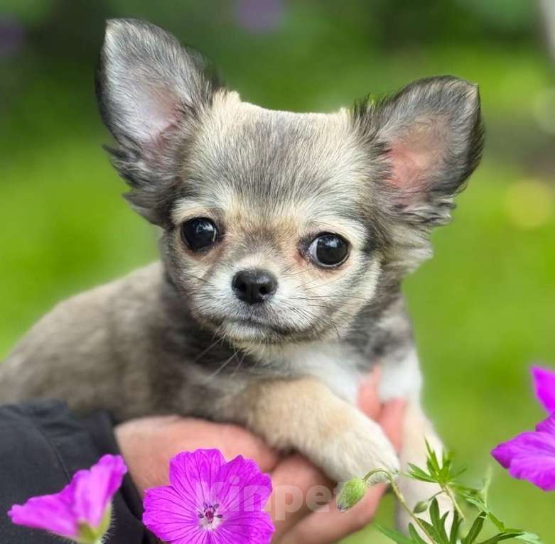 Собаки в Санкт-Петербурге: Чихуахуа мини Девочка, 80 000 руб. - фото 2
