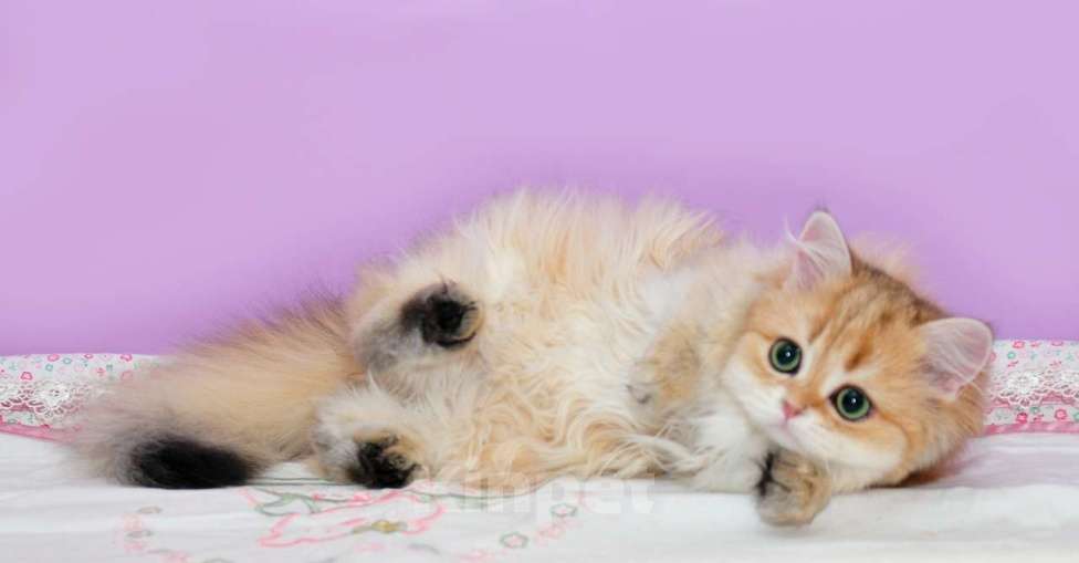 Кошки в Рыбинске: Буковка Девочка, 30 000 руб. - фото 5