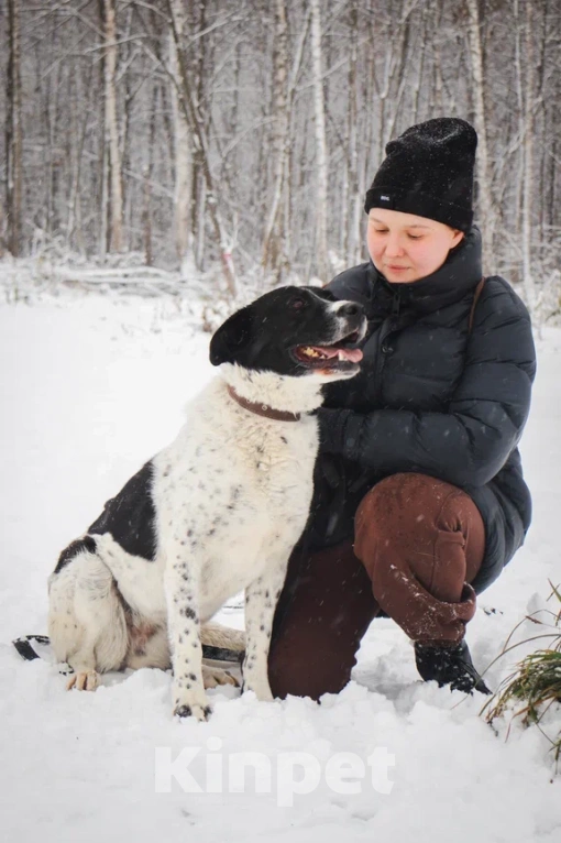 Собаки в Москве: Дайна ждет, не унывает Девочка, Бесплатно - фото 3