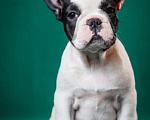 Собаки в Оби: Щенок французского бульдога Мальчик, Бесплатно - фото 3