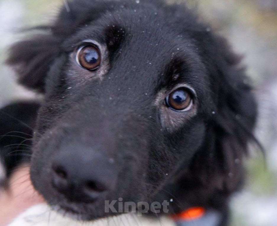 Собаки в Химках: Ищем Боне надёжный дом Девочка, Бесплатно - фото 1