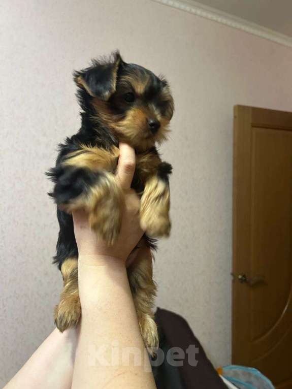 Собаки в Нововоронеже: Умница Мальчик, 25 000 руб. - фото 1