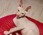 Кошки в Новосибирске: Продам котенка Донского сфинкса с родословной, Мальчик, Бесплатно - фото 1