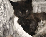 Кошки в других городах Красноярского края: Мейн-кун котята из питомника Мальчик, 35 000 руб. - фото 2