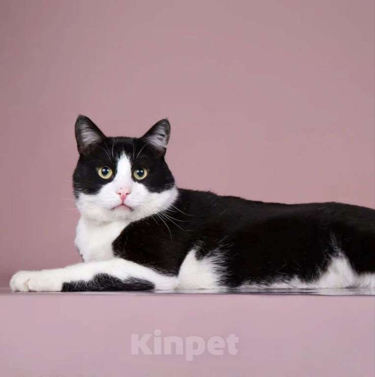 Кошки в Москве: Самый лучший котик Барсик ищет дом! Мальчик, Бесплатно - фото 3