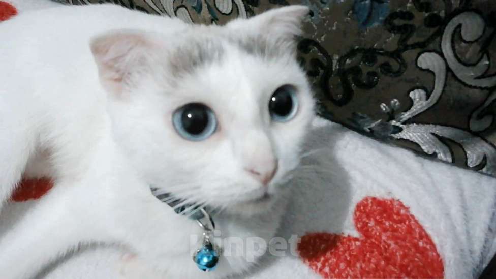 Кошки в Махачкале: Кошка в добрые руки Девочка, Бесплатно - фото 2