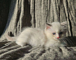 Кошки в Владивостоке: Blondie Девочка, 65 000 руб. - фото 6
