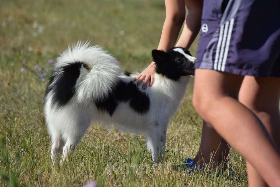Собаки в Москве: Ненецкая оленегонная лайка. Сука Цветик-Семицветик. Девочка, 50 000 руб. - фото 5