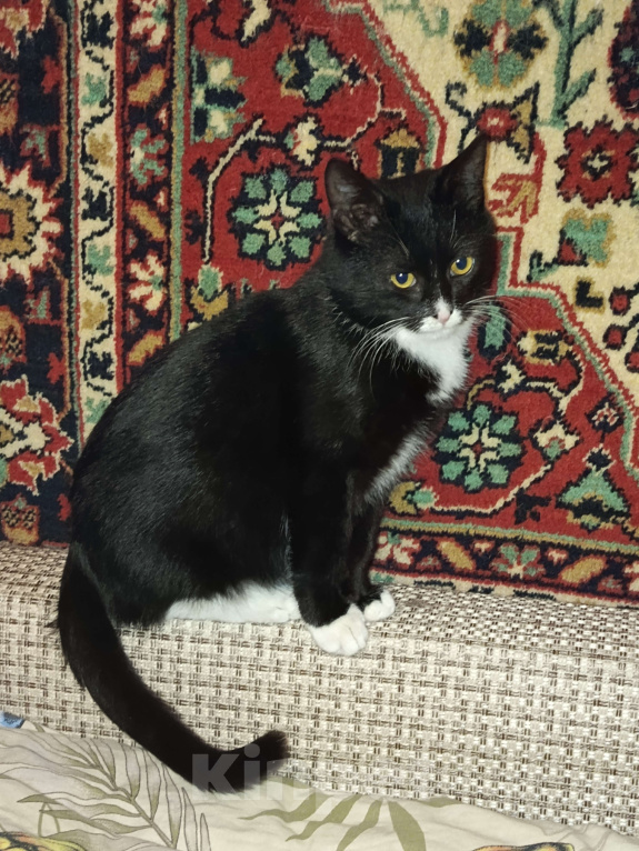 Кошки в других городах Московской области: Котик Ричи в добрые руки  Мальчик, Бесплатно - фото 4