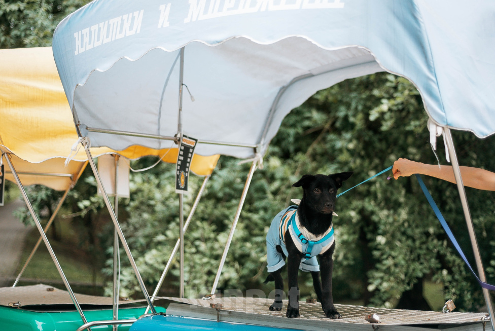 Собаки в Москве: Ищет дом Салар — благородный принц с золотым сердцем👑 Мальчик, Бесплатно - фото 9