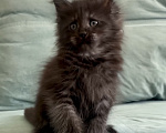 Кошки в Иркутске: Котенок мейн-кун Девочка, 25 000 руб. - фото 3