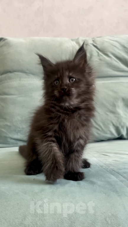 Кошки в Иркутске: Котенок мейн-кун Девочка, 25 000 руб. - фото 3