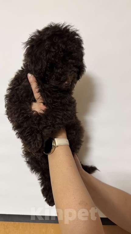 Собаки в Москве: Той-пудель Мальчик, 60 000 руб. - фото 1