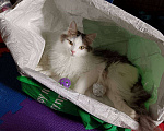 Кошки в Москве: Котенок Эли ищет дом Девочка, Бесплатно - фото 2
