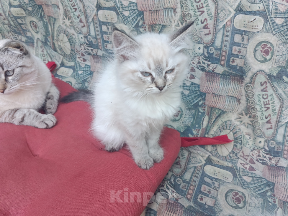 Кошки в Подольске: Очень красивая девочка в добрые руки Девочка, Бесплатно - фото 3